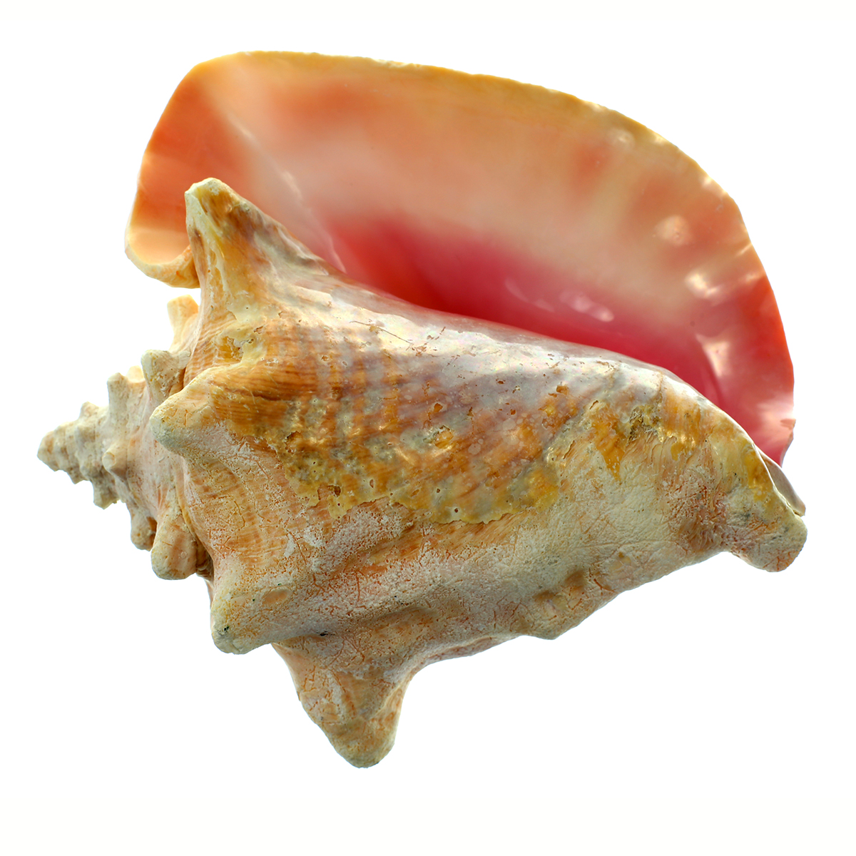 Large Conch  Shell Large Conch  Shell